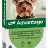 Advantage 40 Lösung für Hunde bis 4 kg 4 Einzeldosispipetten